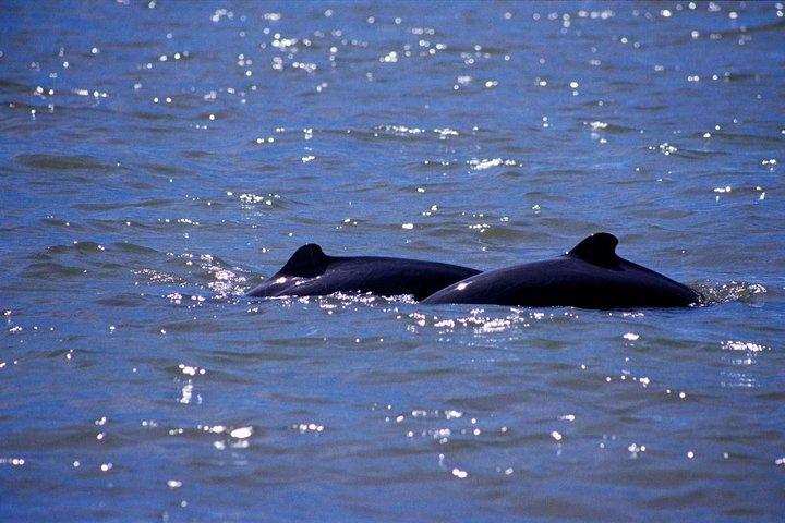 Delad kryssning för mangrove och delfinskådning i Irrawaddy