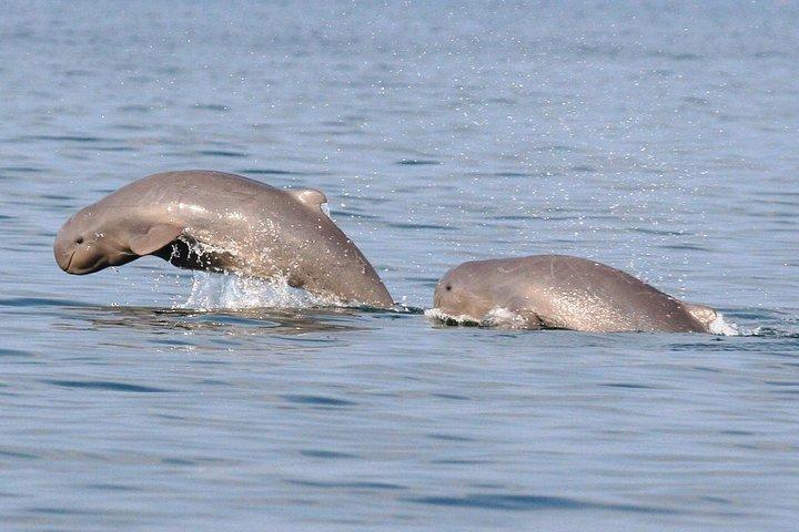 Delad kryssning för mangrove och delfinskådning i Irrawaddy