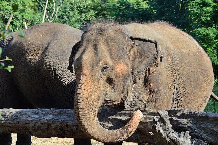 Oplev Elephant Sanctuary + Sticky Waterfall