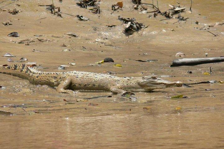 Delad kryssning för mangrove och delfinskådning i Irrawaddy