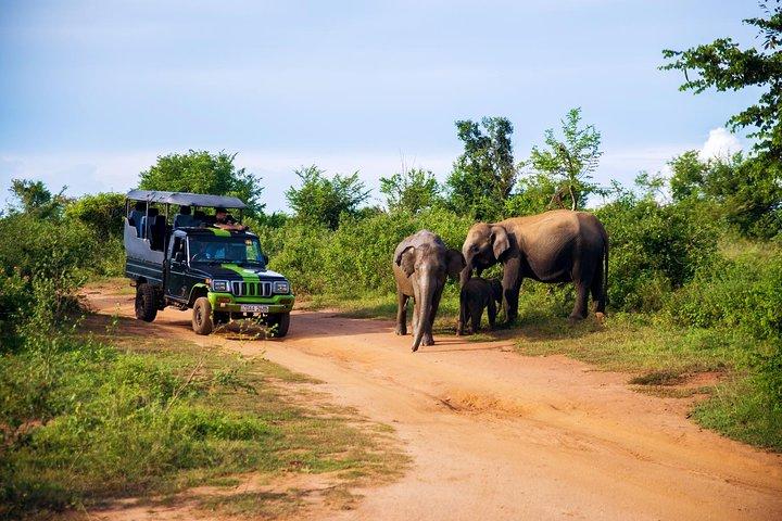 Udawalawe Safari & Elefanten-Transit nach Hause vom Hafen Hambantota