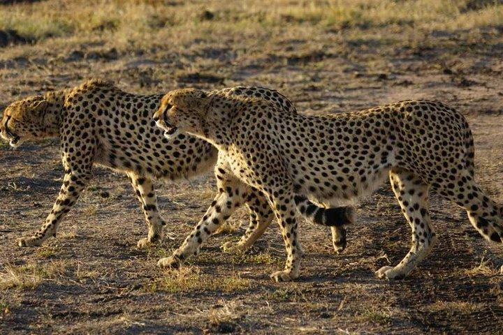 Safari privé d'une nuit à Maasai Mara