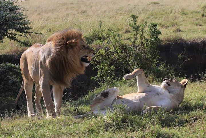 Visite du parc national de Nairobi, de l'orphelinat des bébés éléphants et du centre des girafes