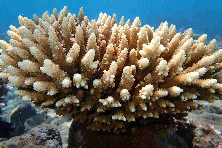 Phi Phi、Maiton、Khai Islandプーケットのタツノオトシゴマリンによるサンセットロマンチックな旅