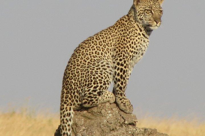 4 jours de safari dans le Serengeti, Ngorongoro et Tarangire