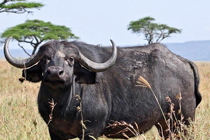4 jours de safari dans le Serengeti, Ngorongoro et Tarangire