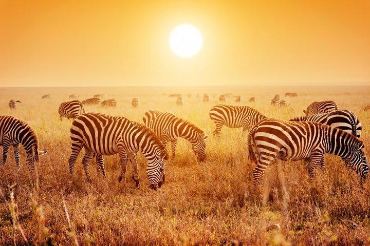セレンゲティ、ンゴロンゴロ、マニヤラ湖、タランギーレ国立公園の中距離 6 日間
