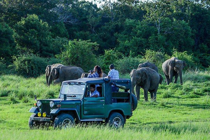 Udawalawe Safari Day Trip with Return Transport - All Inclusive