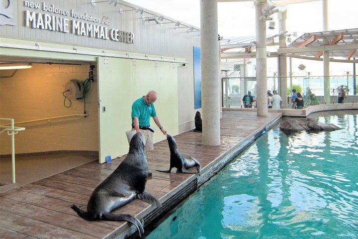 New England Aquarium Entrébiljett i Boston