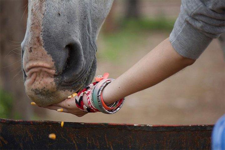 Coaching avec des chevaux à Buenos Aires, Argentine