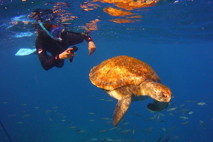 Tour e snorkeling con tartarughe marine e razze