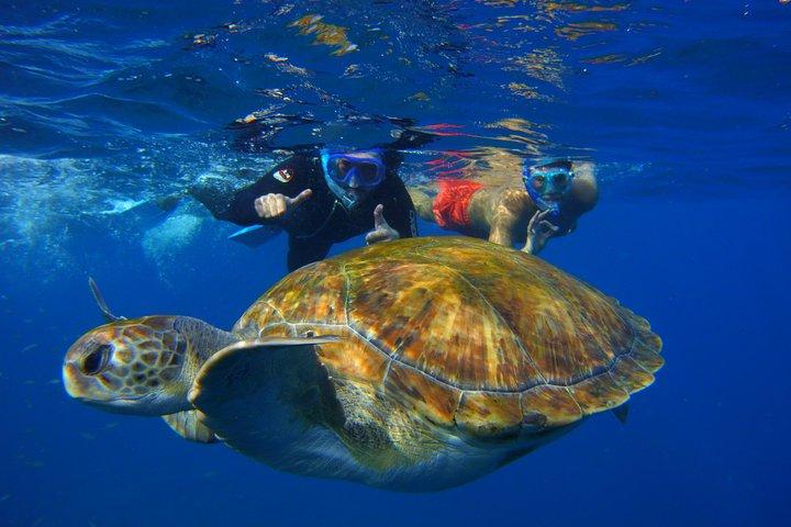 Tour e snorkeling con tartarughe marine e razze