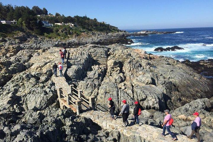 Zapallar Passeggiata & Bird Watching Pinguini Da Valpo.Tour privato