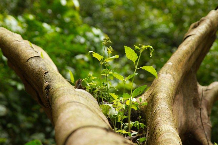 Accra Zoo & Aburi Botanical Gardens Tour