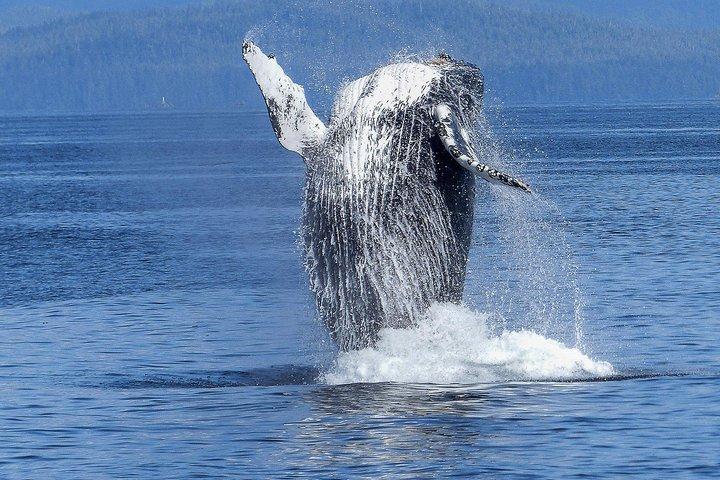 Osservazione dei delfini e delle balene a Kona