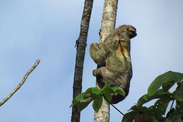AVVENTURA SLOTH PARK La Fortuna