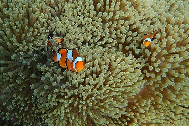 Surin Islands 3 Days 2 Nights Trip from Phuket