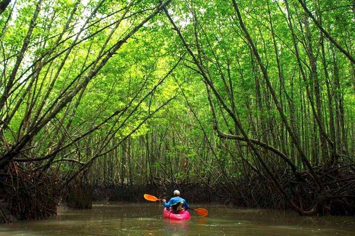 Tour en kayak por los profundos manglares y cañones en Krabi