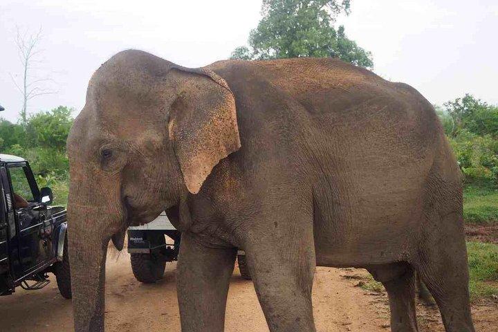 Elephant Transit Home Udawalawe med Jeep safari