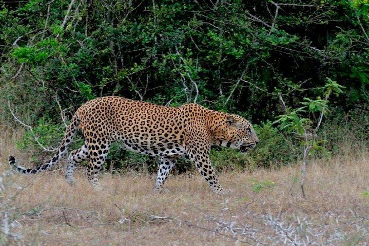 ヤーラサファリプライベート日帰り旅行（往復送迎付き）オールインクルーシブ