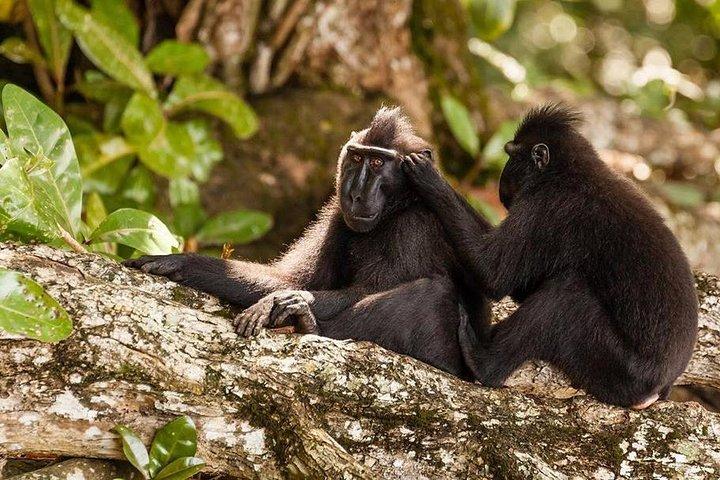 Sulawesi Tangkoko National Park Private Führung