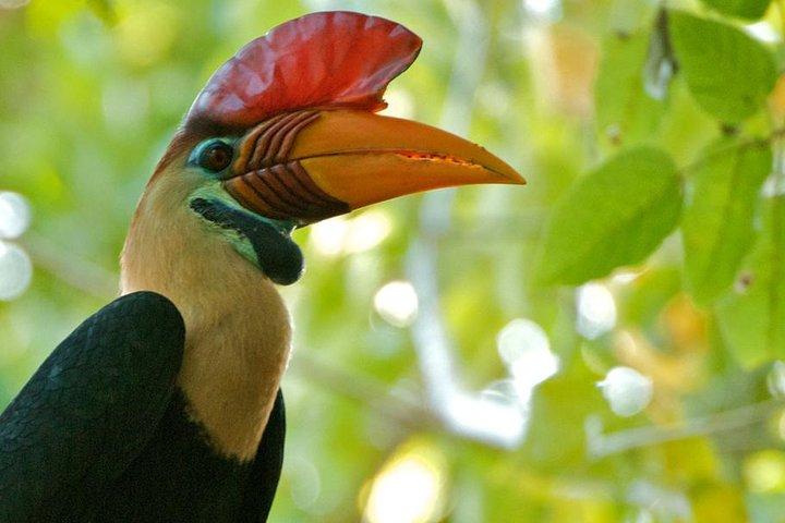 Sulawesi Tangkoko National Park Private Führung