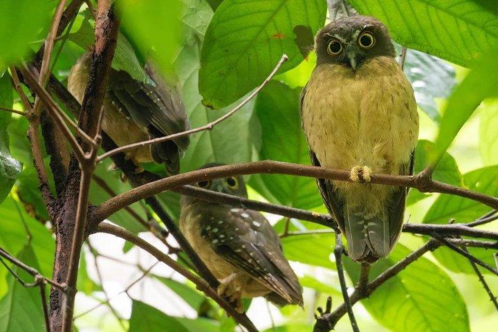 Sulawesi Tangkoko National Park Private Führung