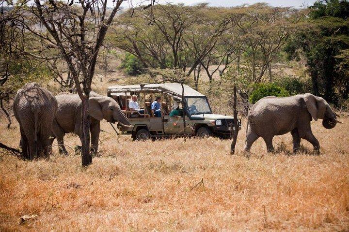 Pacotes de férias de 9 dias para a família Safari no Quênia