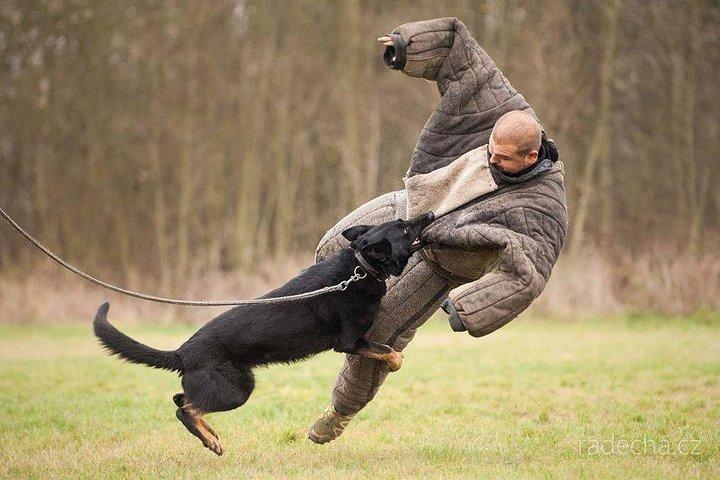 Broma de ataque de perro Riga