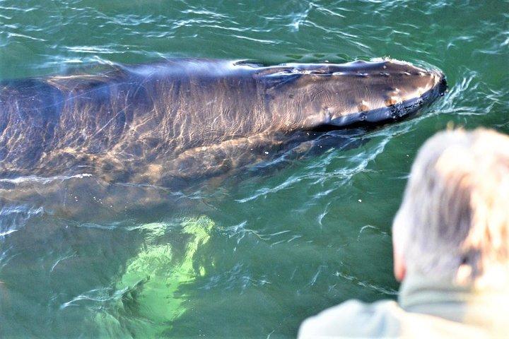 City Cruises Boston Whale Watching Cruise med højhastighedsbåd