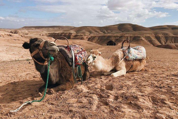 Desert Agafay och Atlas Mountains Waterfall & Camel ride Day Trip Från Marrakech