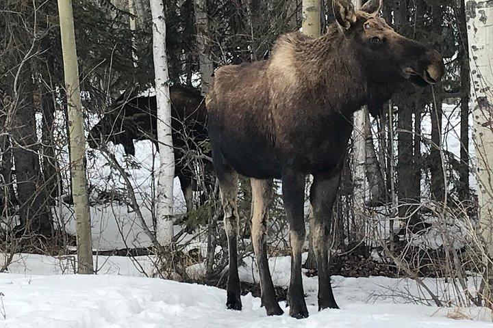 Alaska Wildlife Conservation Center & Turnagain Arm Tour