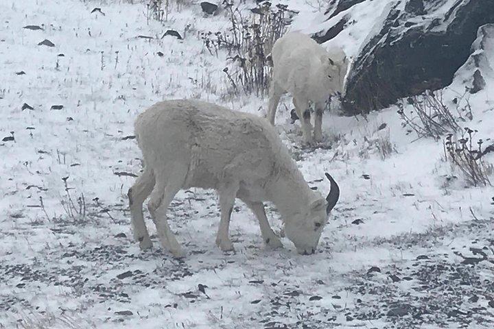Alaska Wildlife Conservation Center & Turnagain Tour de braço