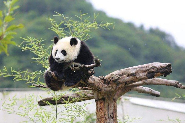 Chengdu : Panda Base Leshan Boeddha Tour (of Halve Dag Panda Base )
