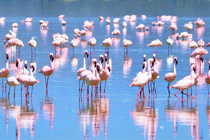 Safari d'une journée au parc national du lac Nakuru
