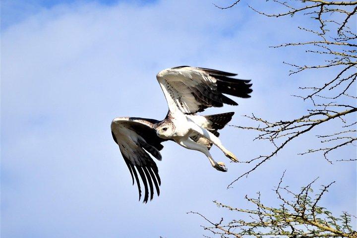 ナクル湖国立公園への1日サファリ