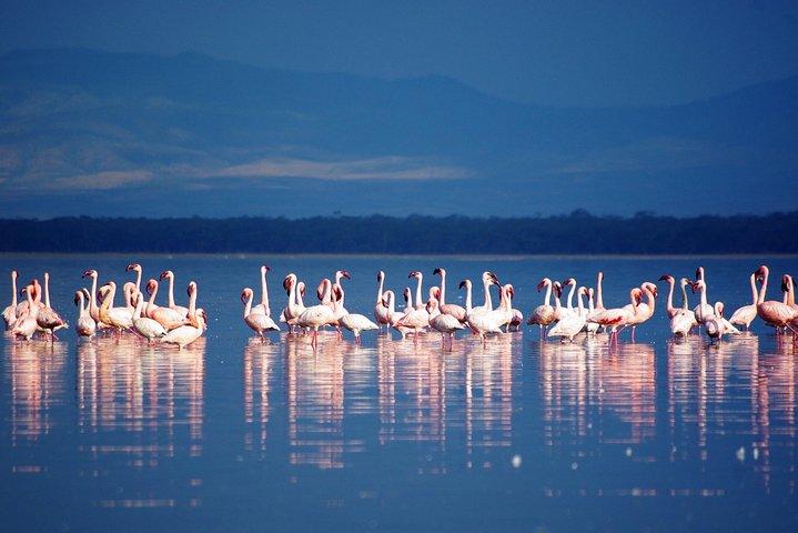 7 Tage Kenia Luxus Urlaub Safari