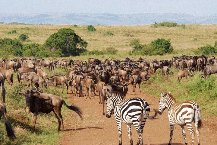 Safari di 4 giorni per la migrazione degli gnu Maasai Mara 2020