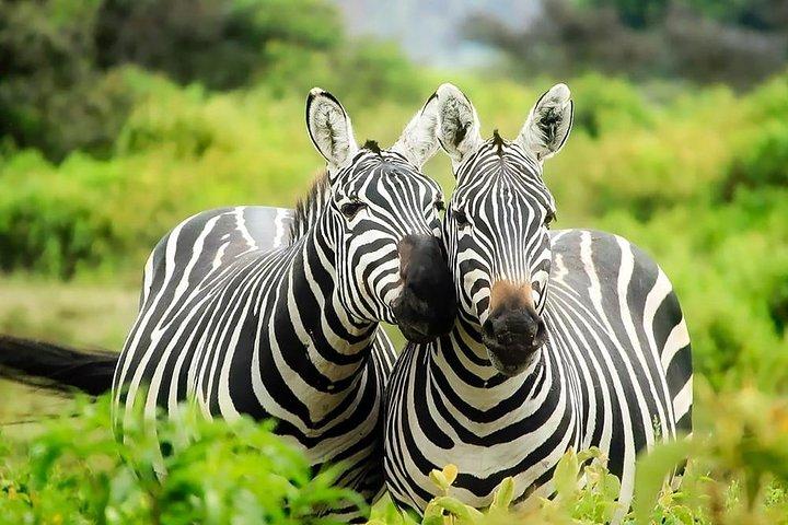 8 dage Kenya Lodge Safari-pakke.