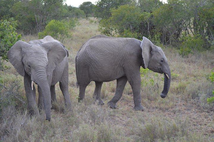 2 - Dag, 1 - Natt Ol Pejeta, Hjärtat av Noshörningen bevarande.