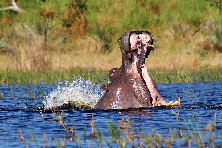 Safari di 4 giorni in Kenya