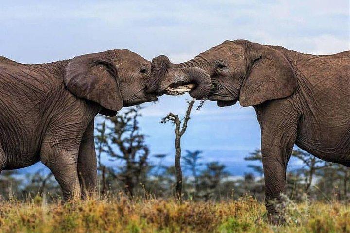 10 Days Special Kenya Safari