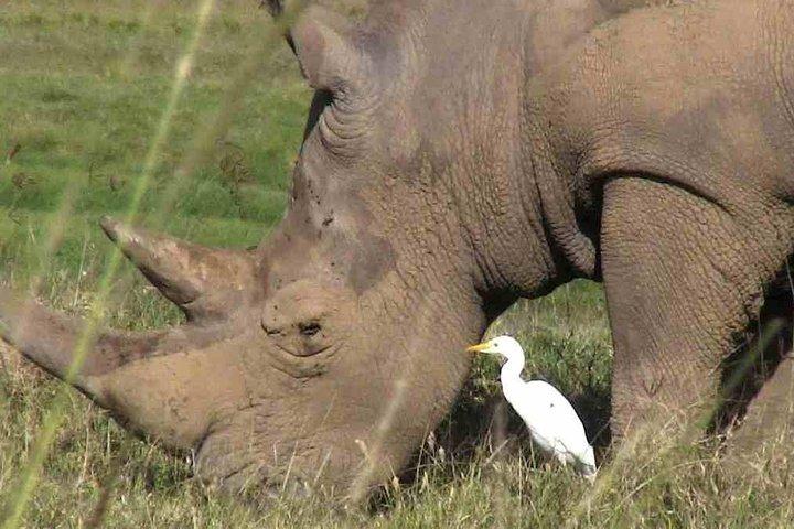 7 Tage Kenia Luxus Urlaub Safari