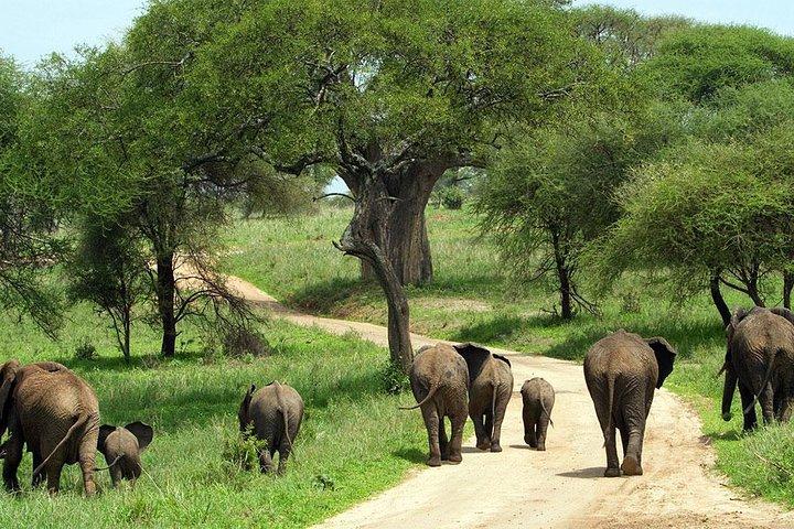 Vista dell'elefante del Tarangire National Park