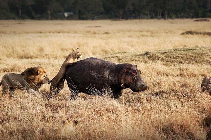 8 dagar Kenya Lodge Safari-paket.
