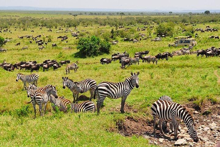 10 Days Special Kenya Safari