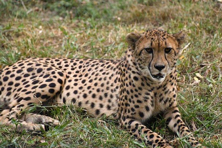 8 Days Thrilling Safari in Mount Kenya Region, Kenya.