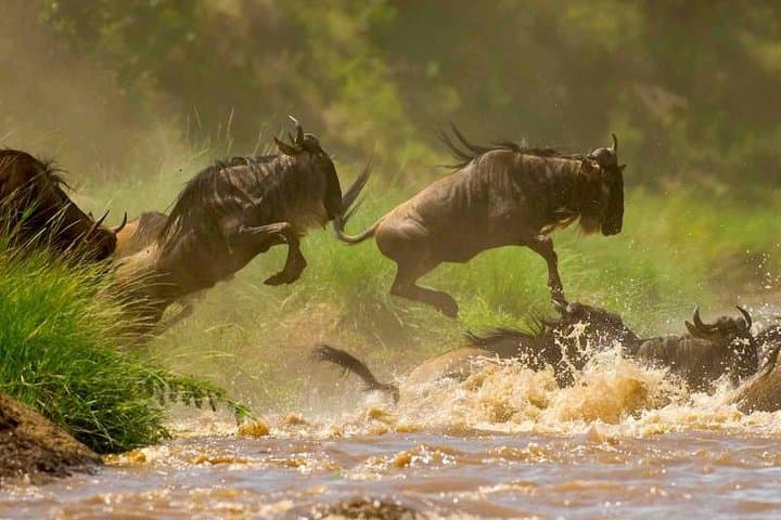3 Days Maasai Mara Budget Safari, Kenya