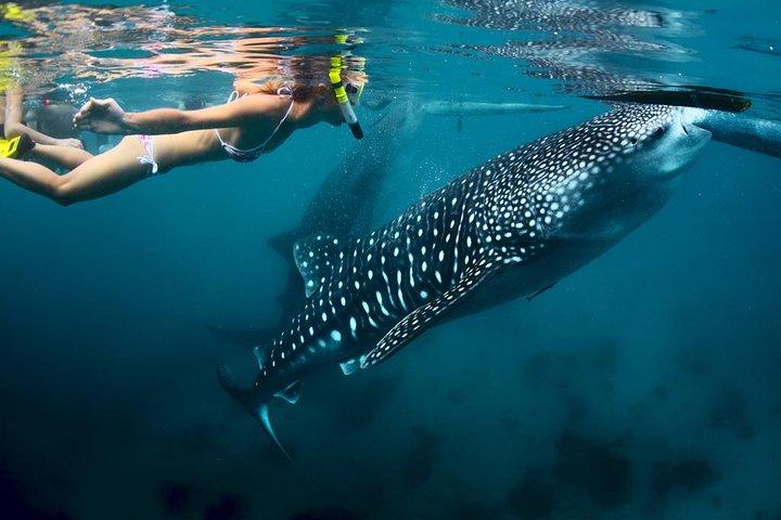 Oslob Whale Shark Watching