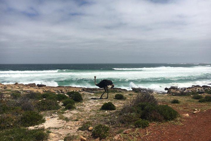 E-Bike Cape Peninsula Tour